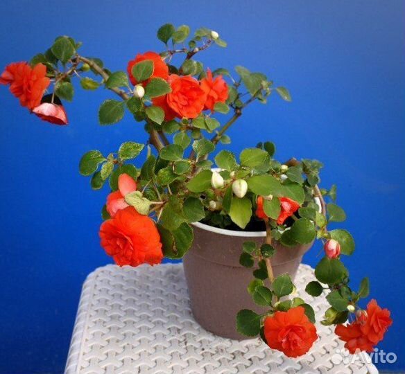 Комнатные цветы