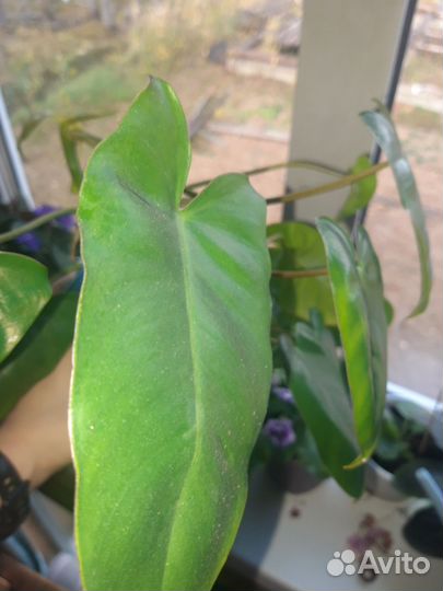 Фиалка, спатифиллум,филодендрон