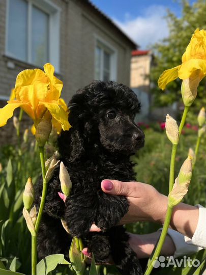 Малый пудель