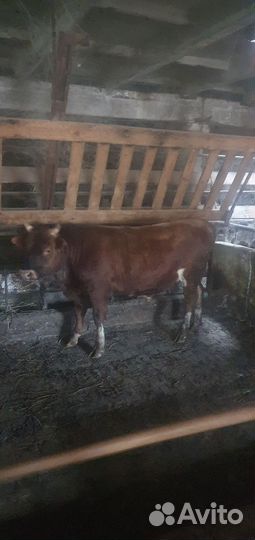 Тёлки с откорма