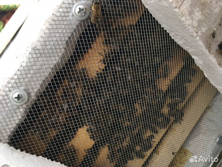 Ульи для пчёл