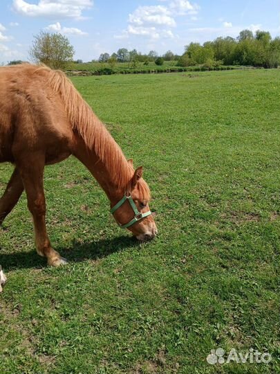 2 жеребчика