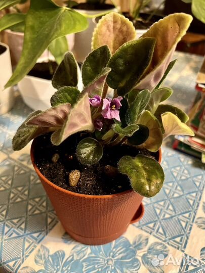 Фиалка фиолетовая