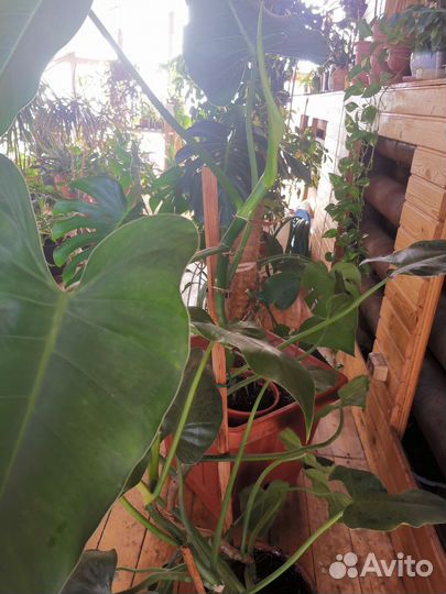 Филодендрон