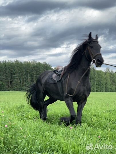 Фризская Лошадь