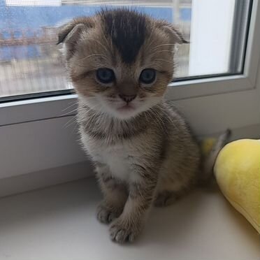 Шотландский вислоухий короткошёрстный котёнок