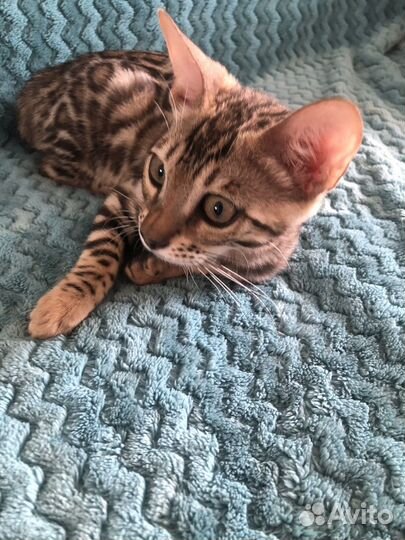 Бенгальская кошка