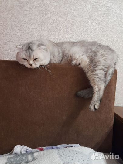 Домашние животные кошки