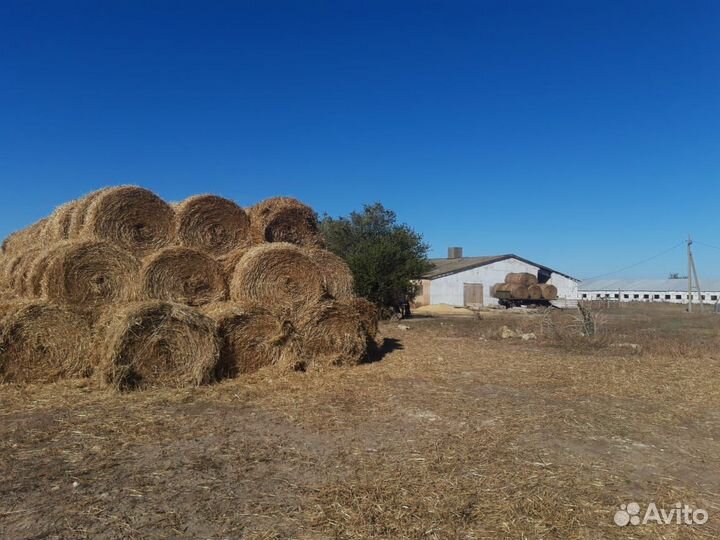 Продаётся ферма кашара крс мрс птица