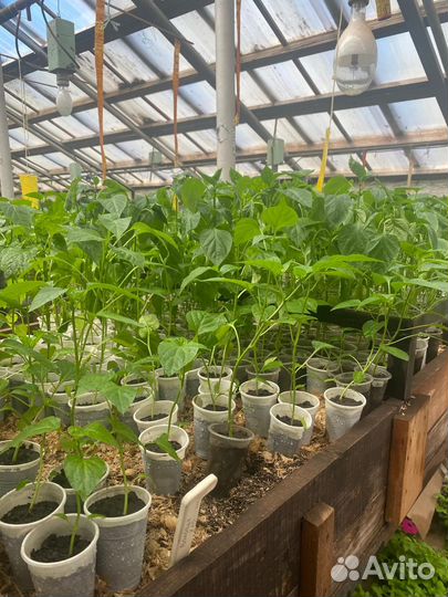 Реализум рассаду