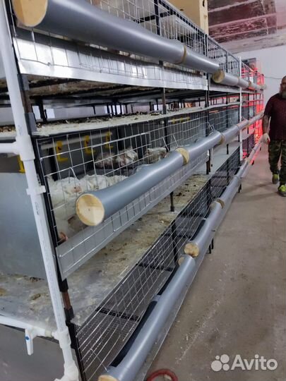 Ферма куриная