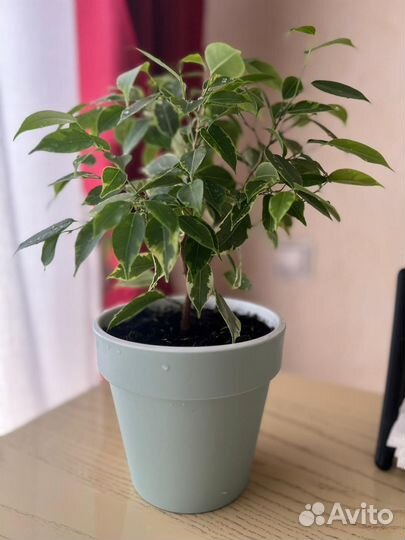 Бенджамина