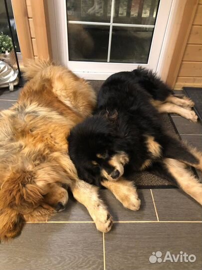 Тибетский мастиф щенки