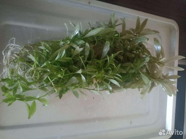 Аквариумные рыбки