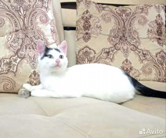 Котенок красивй ласковый в добрые руки