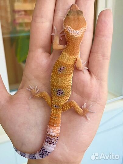 Эублефар от заводчика