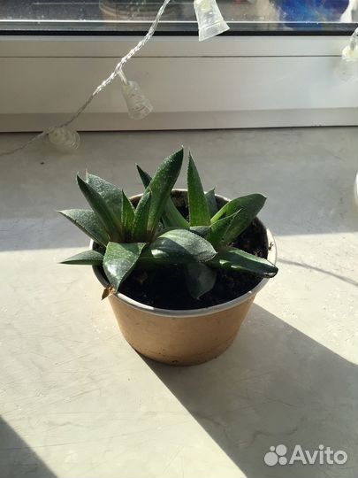 Комнатные растения цветы бесплатно