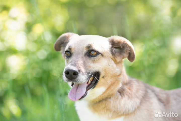 Дина, ей 3 года, стерилизована