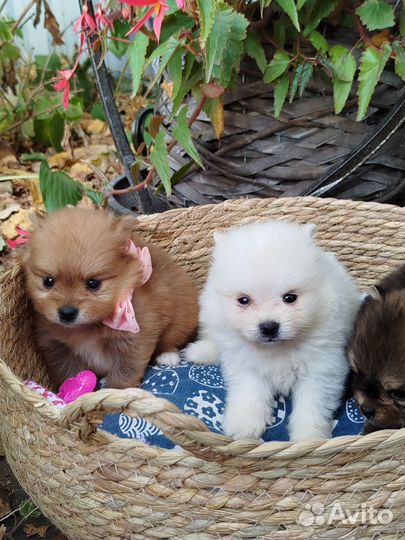 Щеночки шпица