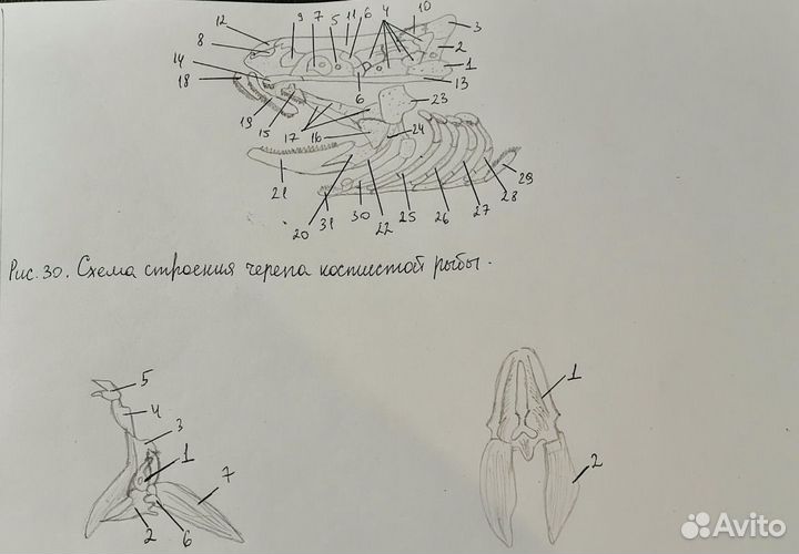 Переписать, напечатать или срисовать