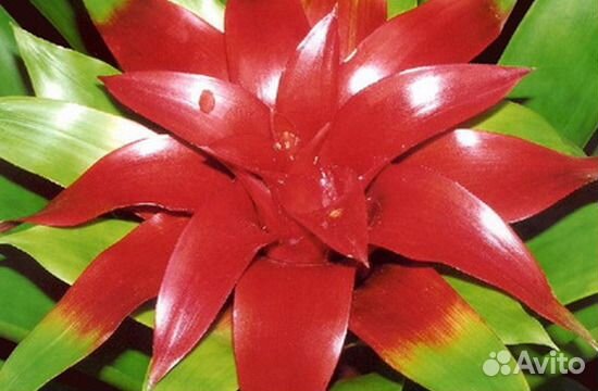 Гузмания - символ силы и долголетия