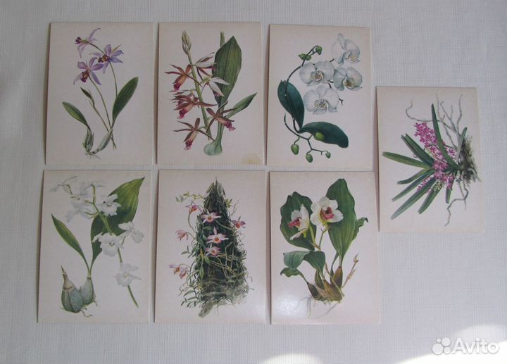 Открытки Орхидеи, Тюльпаны