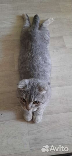 Шотландский кот вязка