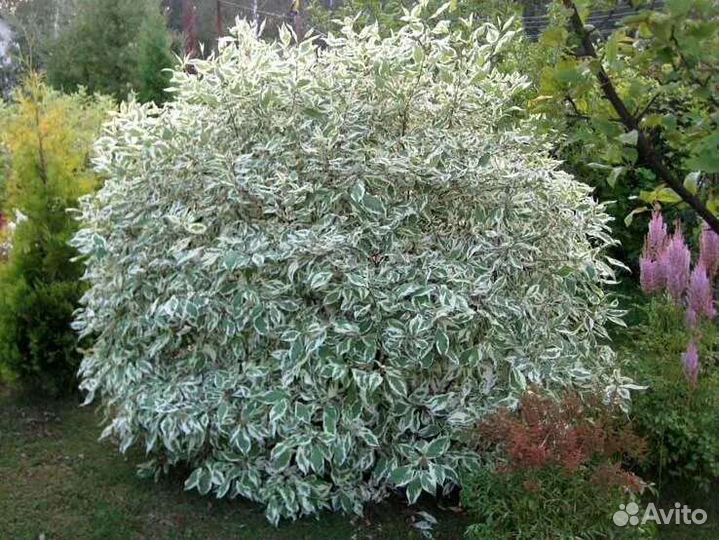 Форзиция, Рябинник, Дерен, Стефанандра