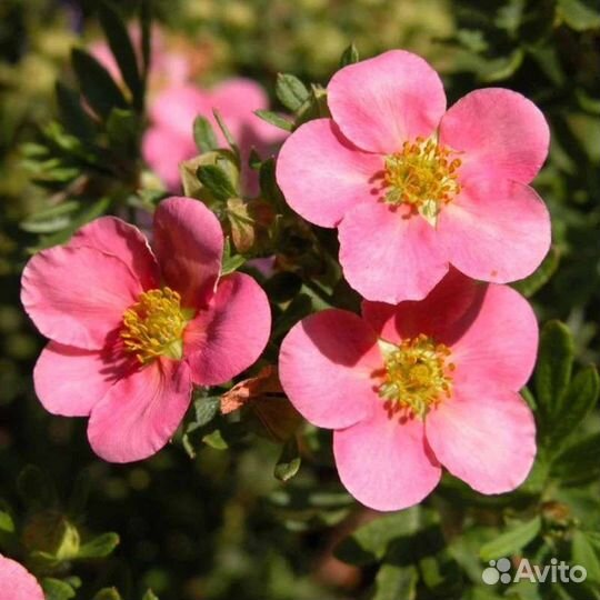 Лапчатка кустарниковая 4 сорта