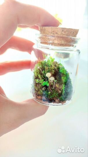 Флорариум мохариум