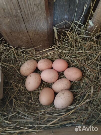 Инкубационное яйцо кур брама