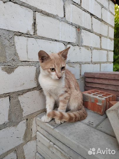 Персиковый котик в добрые руки бесплатно