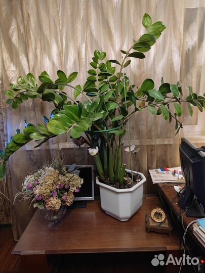 Замиокулькас. Гигант - Долларовое дерево