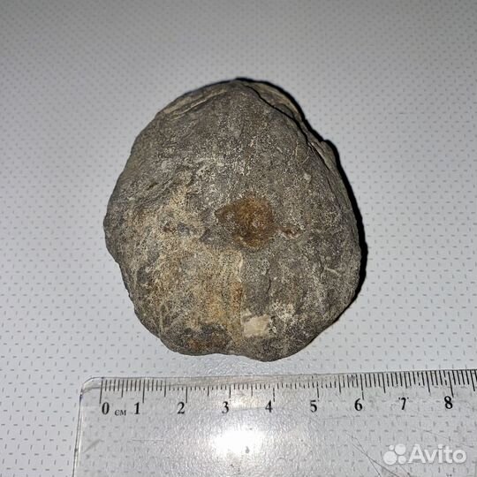 Окаменелости трилобит и двустворчатый малюск