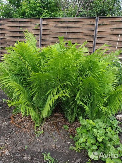 Папоротник страусник