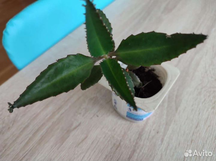 Алоэ, хавортия, стапелия, каланхоэ