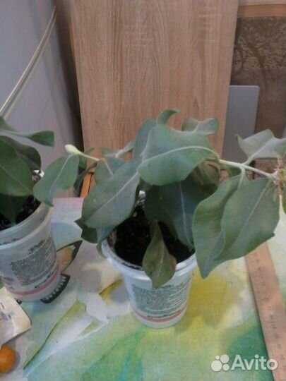 Метросидерос