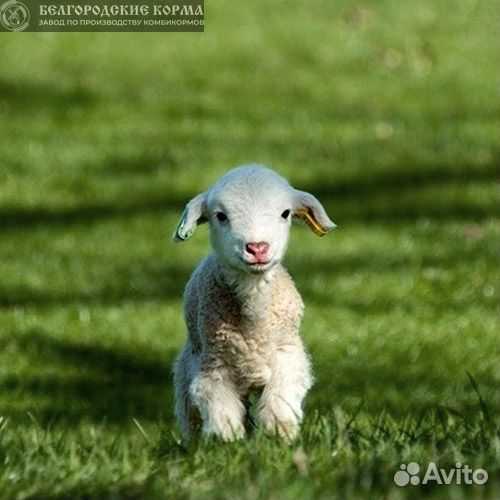 Комбикорм для коз и овец