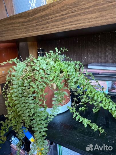 Комнатные растения