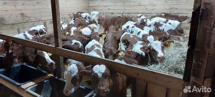 Бычки быки телята