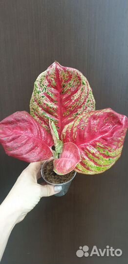 Aglaonema