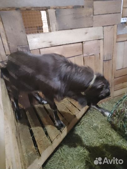 Козел ламанча