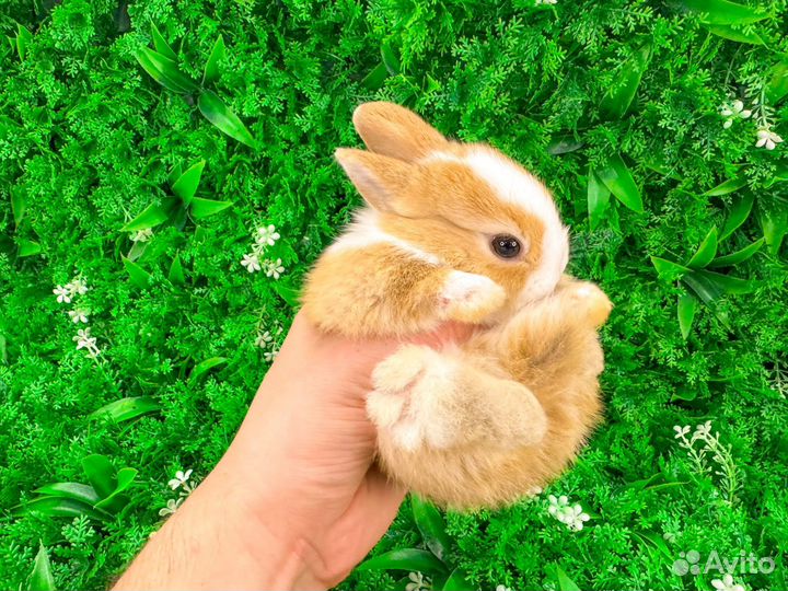 Карликовый кролик декоративный