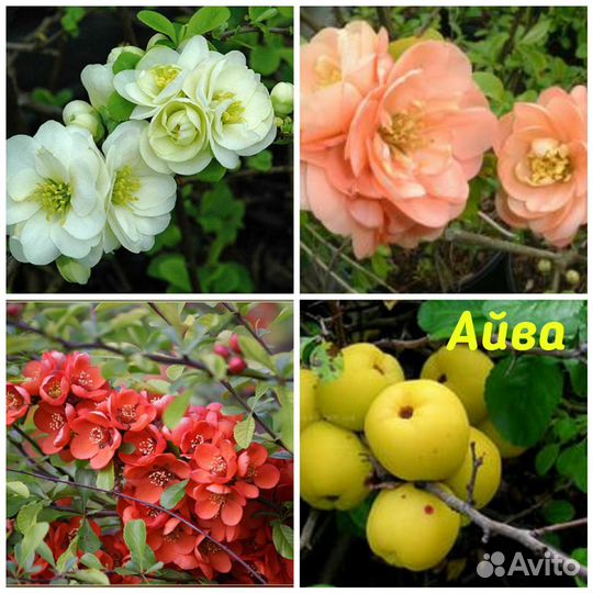 Сирень венгерская, гортензия, спирея и др