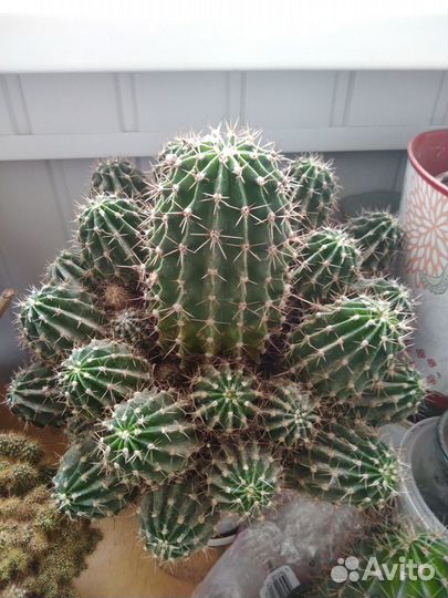 Детки цветущего кактуса Эхинопсис