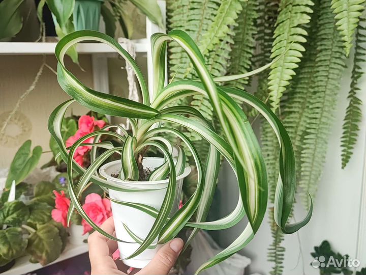 Хлорофитум