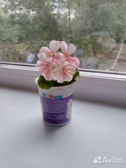 Пеларгония Elmsset