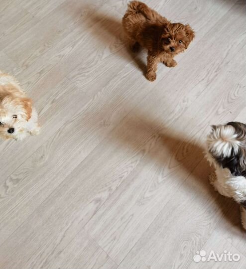 Мальтипу Кенди red brown f1