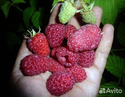 Саженцы малины кустовой крупноплодной