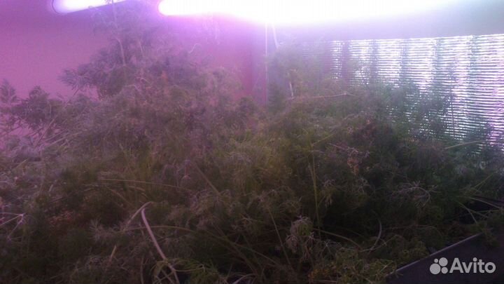 Гидропонная установка